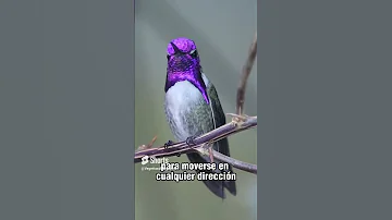 ¿Por qué chillan los colibríes?