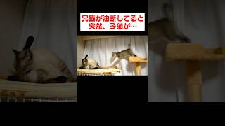油断してる兄猫に突然訪れる子猫のダル絡み