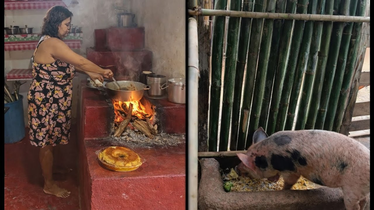 Como fazer banha de porco 🐷 sem estourar 💞 limpeza no chiqueiro 💞🐷