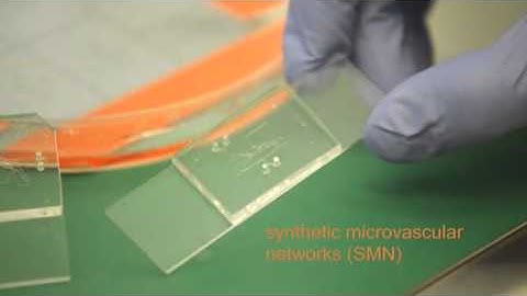 CFDRC - Synthetic Microvascular Network