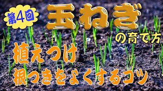 #4.玉ねぎの育て方【植えつけ・根付きがよくなるコツ】