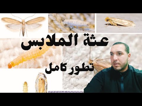 فيديو: هل تأكل خنافس الصيدلية الملابس؟