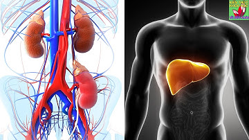 5 Loại trái cây hỗ trợ giải độc gan thận nên ăn hằng ngày