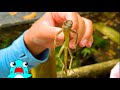 【激闘！西表島その２】サメニンジャーと沖縄のトカゲや毒のある生き物たち！