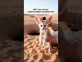 Inside a Real Fennec Fox Burrow — First Person Desert Colony Footage 🎥