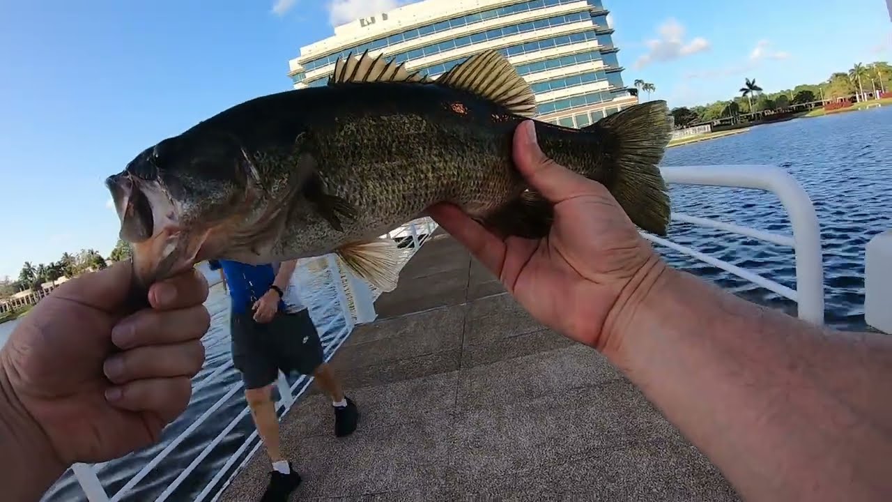 NEW SWIM BAIT FISHING FOR LARGEMOUTH BASS!!  BERKLEY POGY SWIM SHAD!!