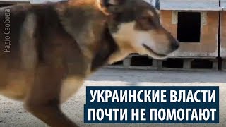 Приют на месте бывшей живодёрни могут закрыть ради стройки Приют на месте бывшей живодёрни могут закрыть ради стройки