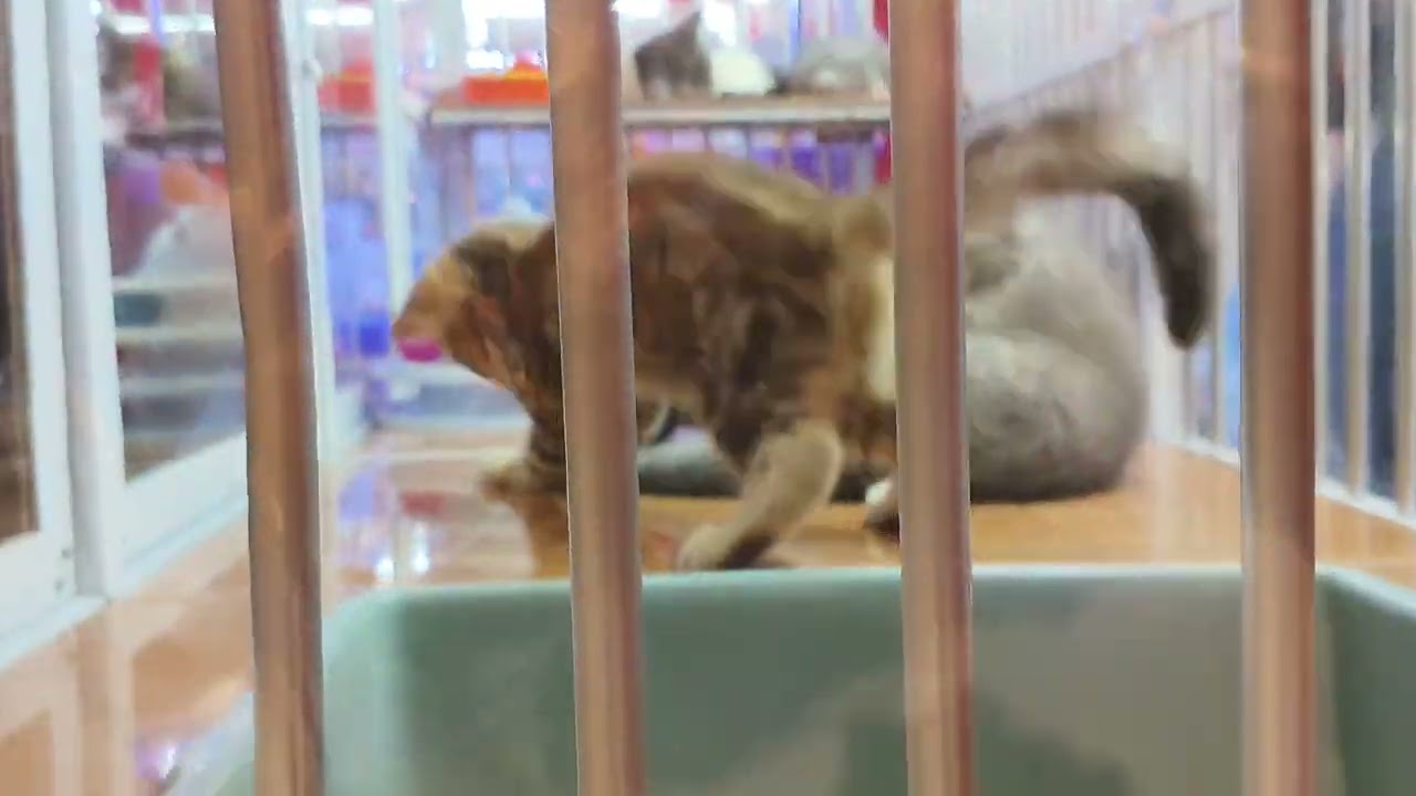 LIHAT² KUCING DIMALL LIVING WORLD ALAM SUTERA LANTAI 1!