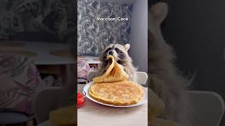 Racoon core 🦝 #animals #funny #racoons