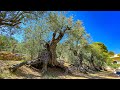 Probably, 11 of the Oldest Olive Trees on Earth... (The Trees of Noah) Village of Bchaaleh, Batroun