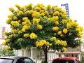 شجرة كاسيا جلوكا ذهب اصفر يسحر  cassia glauca tree