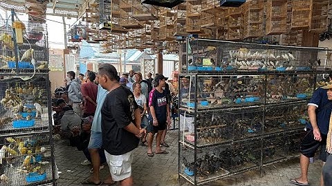 OBRAL MURAH !!! BURUNG TRUCUK - SRDC - JALAK - JENGOT - ANAKAN CENDET - PLECI - CIGUN - SOGON DLL 