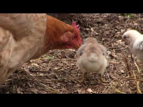 სოფელი აძლიერებს ქალაქს..სოფელი გულია ქალაქისა..დასაფასებელია  მშრომელი ადამიანი სოფელში თუ ქალაქში.