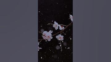 #قران_كريم #اكسبلور #المصحف #اذكروا_الله #حالات_واتس #قران #دويتو #تلاوة_خاشعة