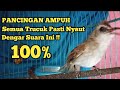 Trucukan Muda Gacor || Pancingan Trucukan Agar Bunyi Jadikan Trucuk Gacor Emosi !!