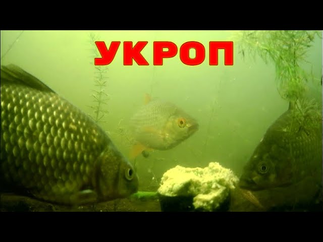 ⁣Свежий Укроп ТВОРИТ ЧУДЕСА! Супер насадка на ВСЮ мирную рыбу! Подводная съемка