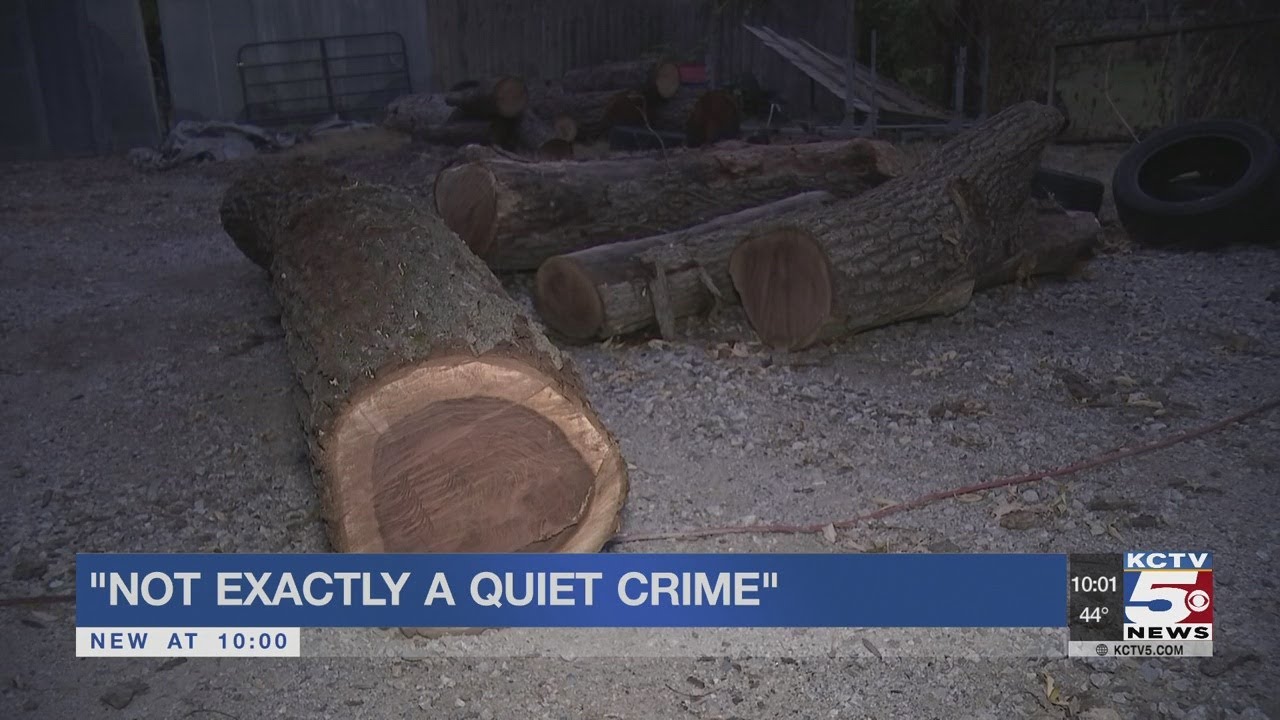 Suspected illegal lumberjacks steal walnut trees from private