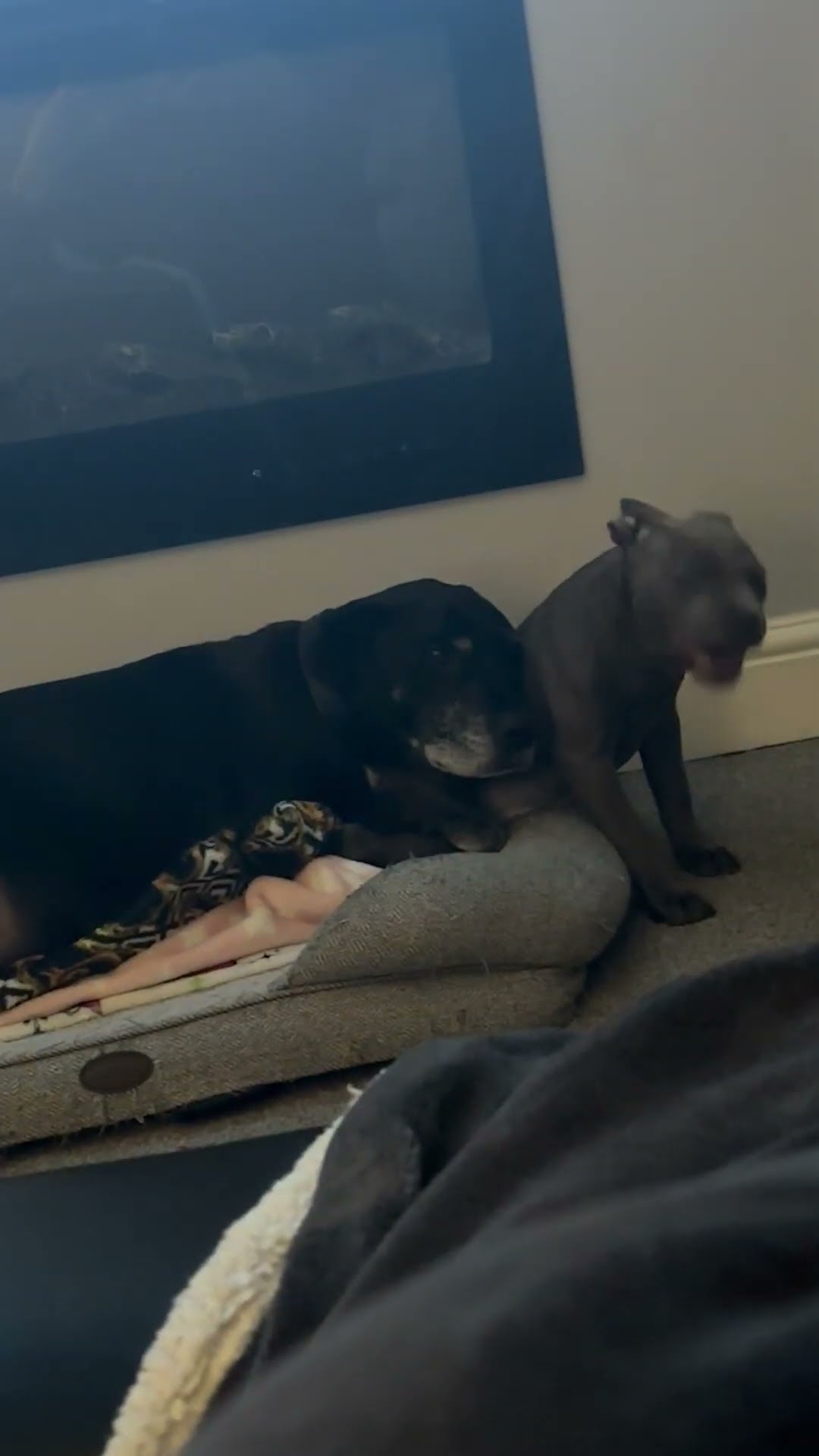 Older Dog Wants Puppy Snuggles || ViralHog