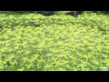 【PSO2】 深遠なる闇 戦闘後(帰還フィールド) Rose Confession 【BGM】