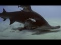 Hammerhead Shark Hunting Behavior