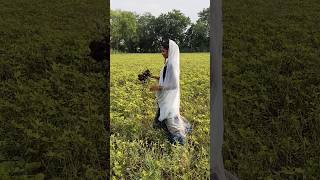 मूंगफली की फसल को निकलते हुए#ytshorts #mungfali #farmerlife #desi #life #youtubeshorts @RAWATBL