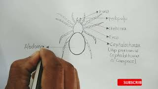 aranea(spider) || how to draw arania || how to draw spider || #spider#aranea#zoology