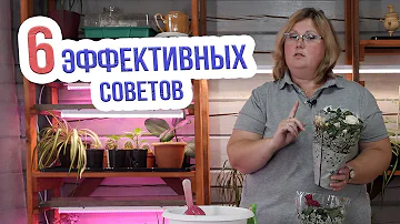 Как спасти розу в горшке из магазина? Уход за комнатной розой в домашних условиях