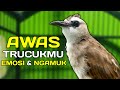 Suara Trucuk Ini Bikin Panas Ngamuk Trucuk Lain Dengan Pancingan Trucukan Gacor Ini Mp3 - Mp4 Download