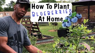 How to plant blueberries at home #gardening #garden #blueberries