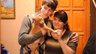 Альтаир - щенок питбуля / Altair - pit bull puppy Альтаир - щенок питбуля / Altair - pit bull puppy