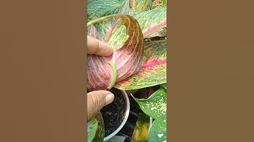 hama tanaman Aglonema paling menggemaskan  #aglonema #tanamanhias