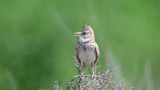 Crested lark singing تغريد القبرة المتوجة