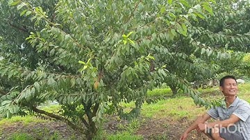 Kỹ Thuật Chăm Sóc Cây Mận Hậu - Vườn Mận Kim Trung Yên Châu Sơn La