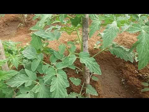 Vídeo: Como Cozinhar Tomates Para O Inverno