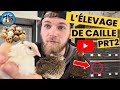 Llevage de caille partie 2