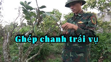 Ghép chanh vào bưởi diễn,cách ghép cơ bản 9/8/2025