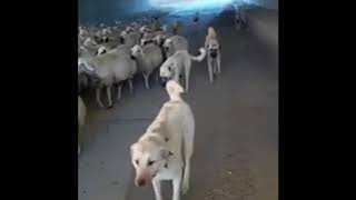 Koyun Sürüsü Alt Geçitten Geçişi, Koyun Çanı, Koyun Takıları Sesi Resimi