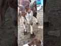 @Animals #indvsbanlivematchtoday #aakash