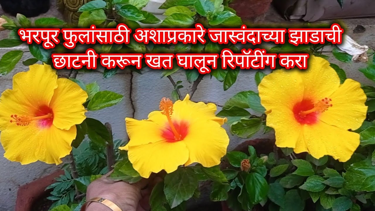 भरपूर फुलांसाठी अशाप्रकारे छाटनी करून खत घालून रिपॉटिंग करा || 🌺 🌺
