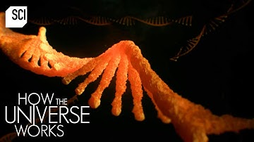The Origin Of Our Genetic Code | How the Universe Works | Science Channel