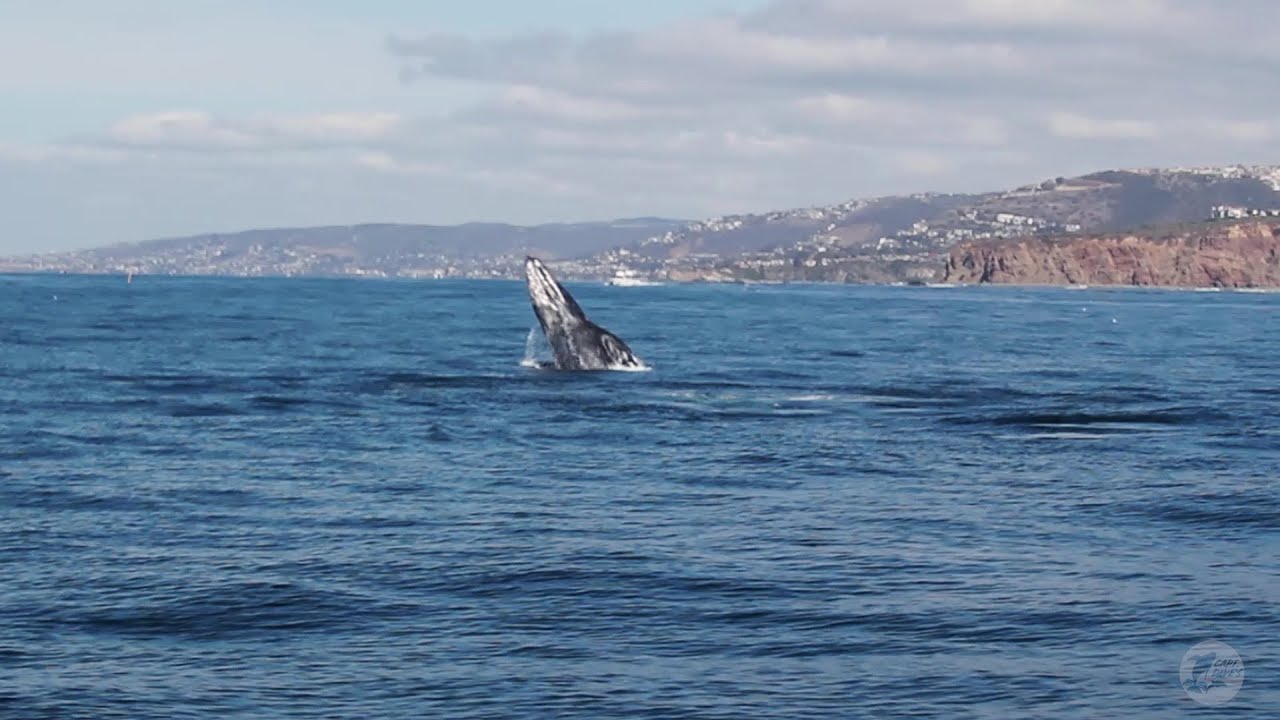 Gray Whale Breaches in Front of Dana Point Harbor and Whale Watching