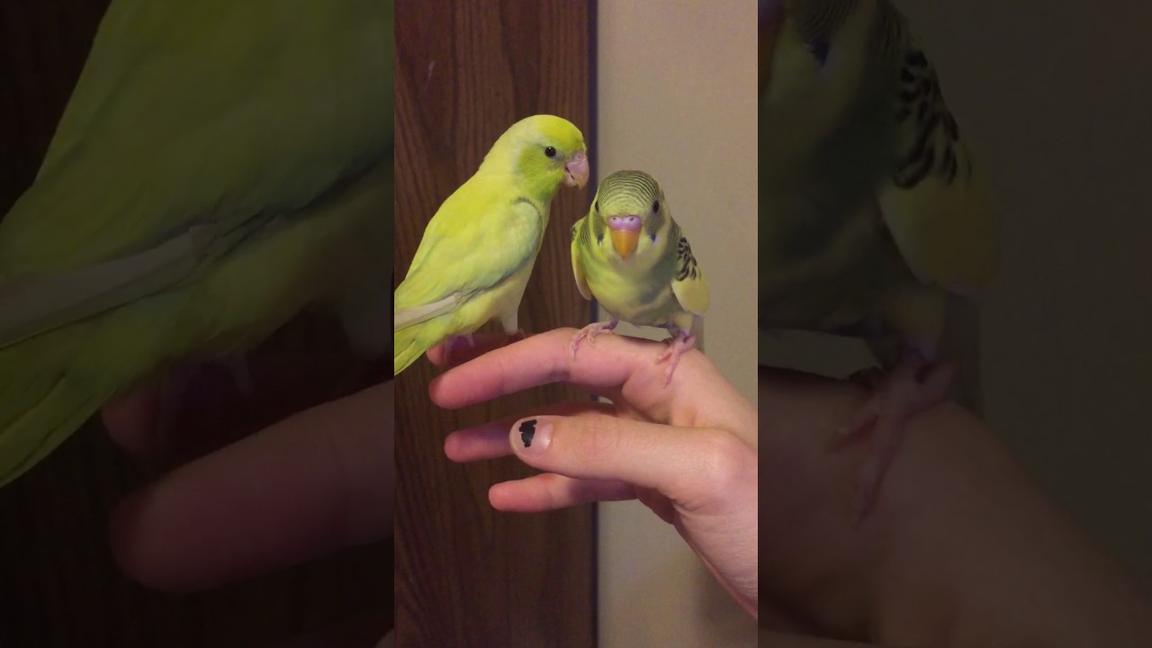 Parrotlet and budgie YouTube