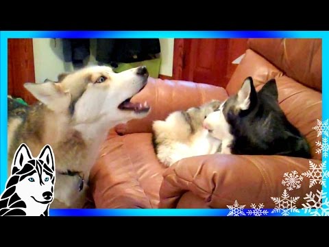 Siberian Husky Howl Duet Singing Shiloh and Shelby Howling Huskies Talking Puppies
