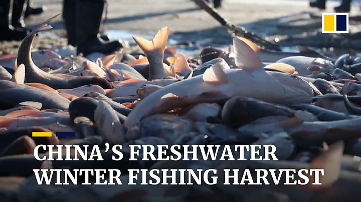 Big harvest in China’s Chagan Lake winter fishing - DayDayNews