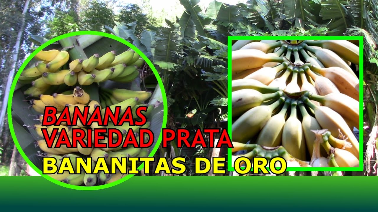 Bananitas de oro | Bananas variedad Prata. - YouTube