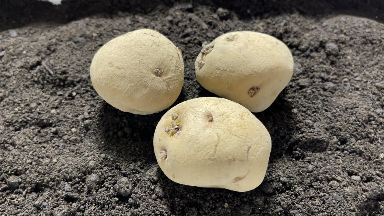 Pushing the limits of potato cultivation 2022/2/20 - YouTube