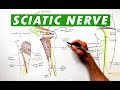 Sciatic Nerve - Anatomy Tutorial