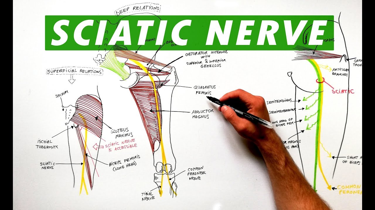 Sciatic Nerve - Anatomy Tutorial - YouTube