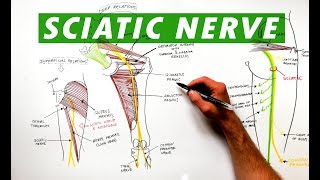 Sciatic Nerve - Anatomy - Complete Orthopedics