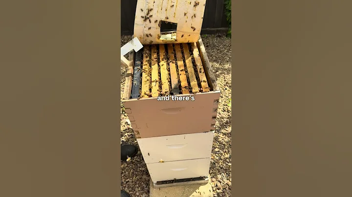 How Often to Inspect Your Hive?
